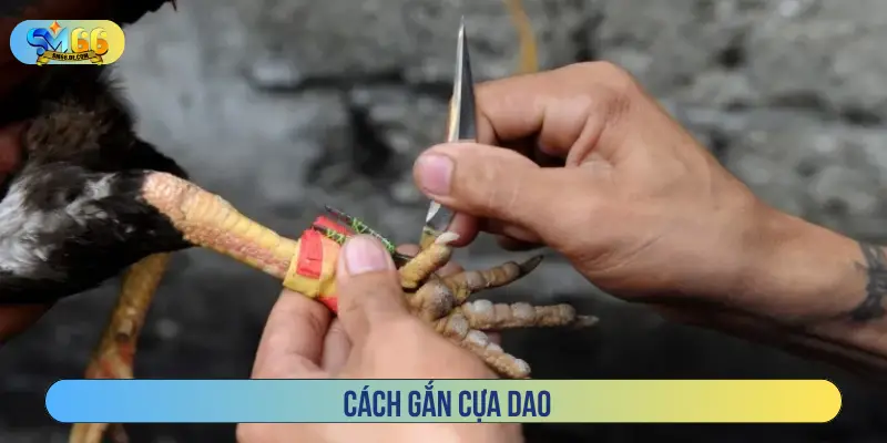 Cách gắn cựa dao