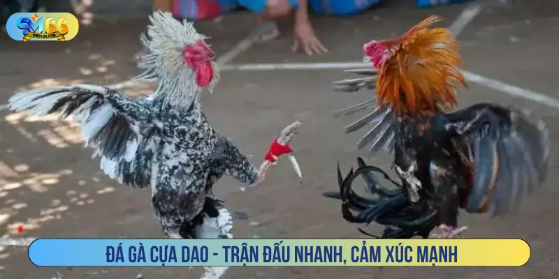 Đá gà cựa dao - Trận đấu nhanh, cảm xúc mạnh
