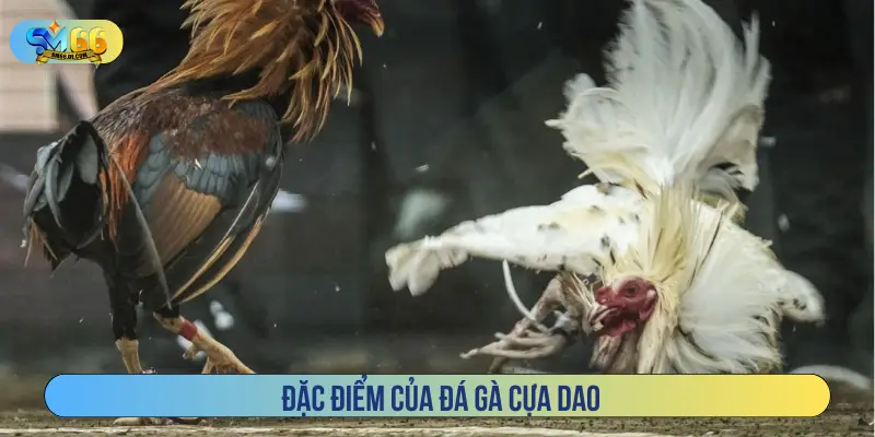 Đặc điểm của đá gà cựa dao