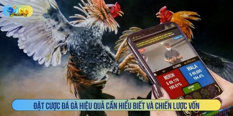 Đặt cược đá gà hiệu quả cần hiểu biết và chiến lược vốn