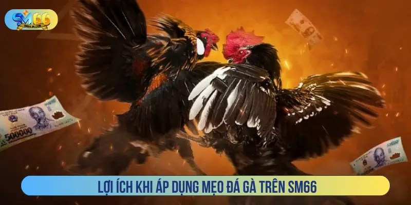 Lợi ích khi áp dụng mẹo đá gà trên SM66