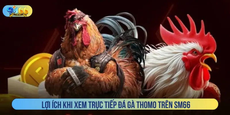 Lợi ích khi xem trực tiếp đá gà Thomo trên SM66
