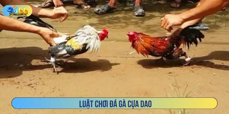 Luật chơi đá gà cựa dao