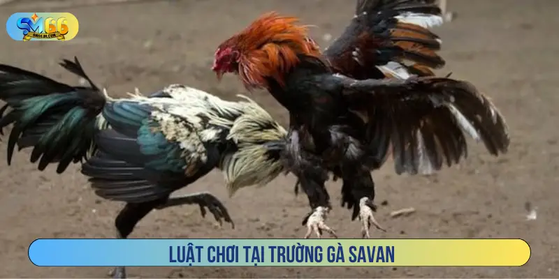 Luật chơi tại trường gà Savan