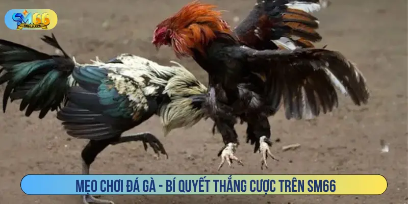 Mẹo chơi đá gà - Bí quyết thắng cược trên SM66