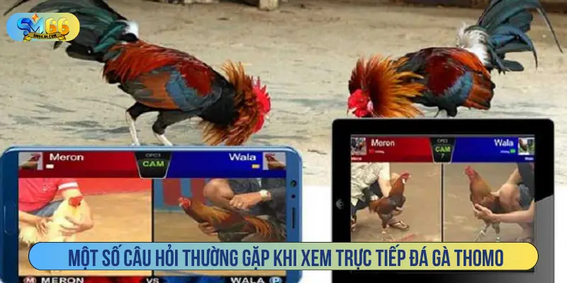 Một số câu hỏi thường gặp khi xem trực tiếp đá gà Thomo