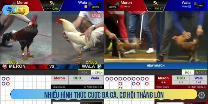 Nhiều hình thức cược đá gà, cơ hội thắng lớn