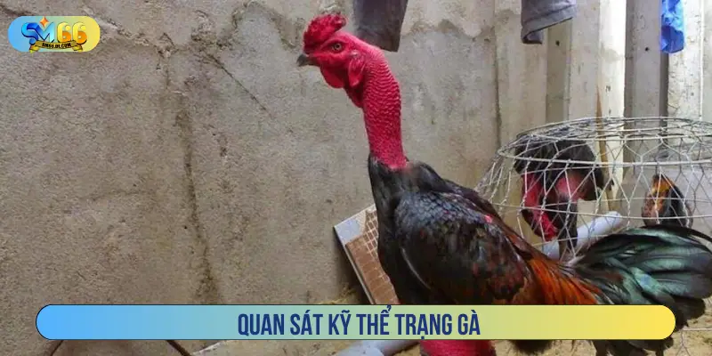 Quan sát kỹ thể trạng gà