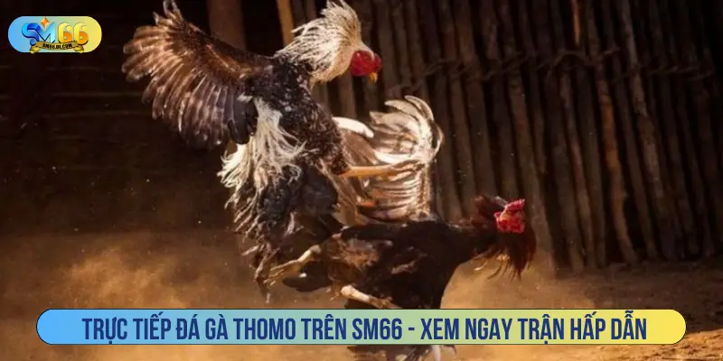 Trực tiếp đá gà Thomo trên SM66 - Xem ngay trận hấp dẫn