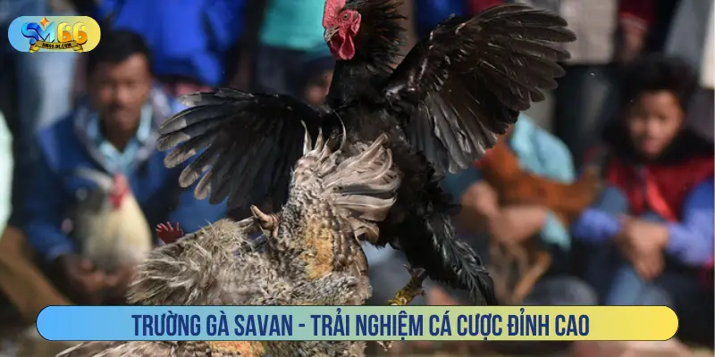 Trường gà Savan - Trải nghiệm cá cược đỉnh cao