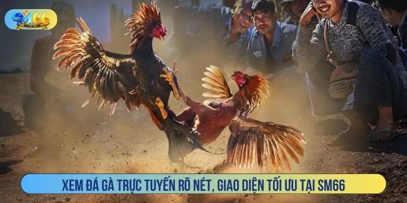 Xem đá gà trực tuyến rõ nét, giao diện tối ưu tại SM66